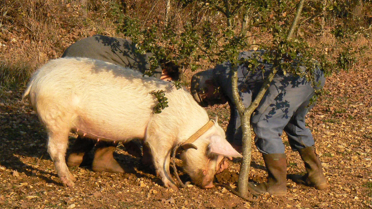 Cochon Truffier