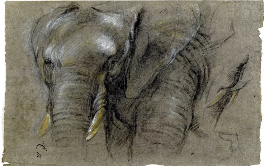 Pieter Boel, Étude d’une tête d’éléphant, Paris, musée du Louvre