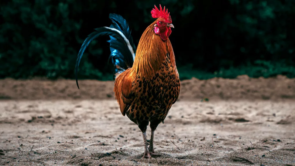 Illustration Coq Gaulois 16_9