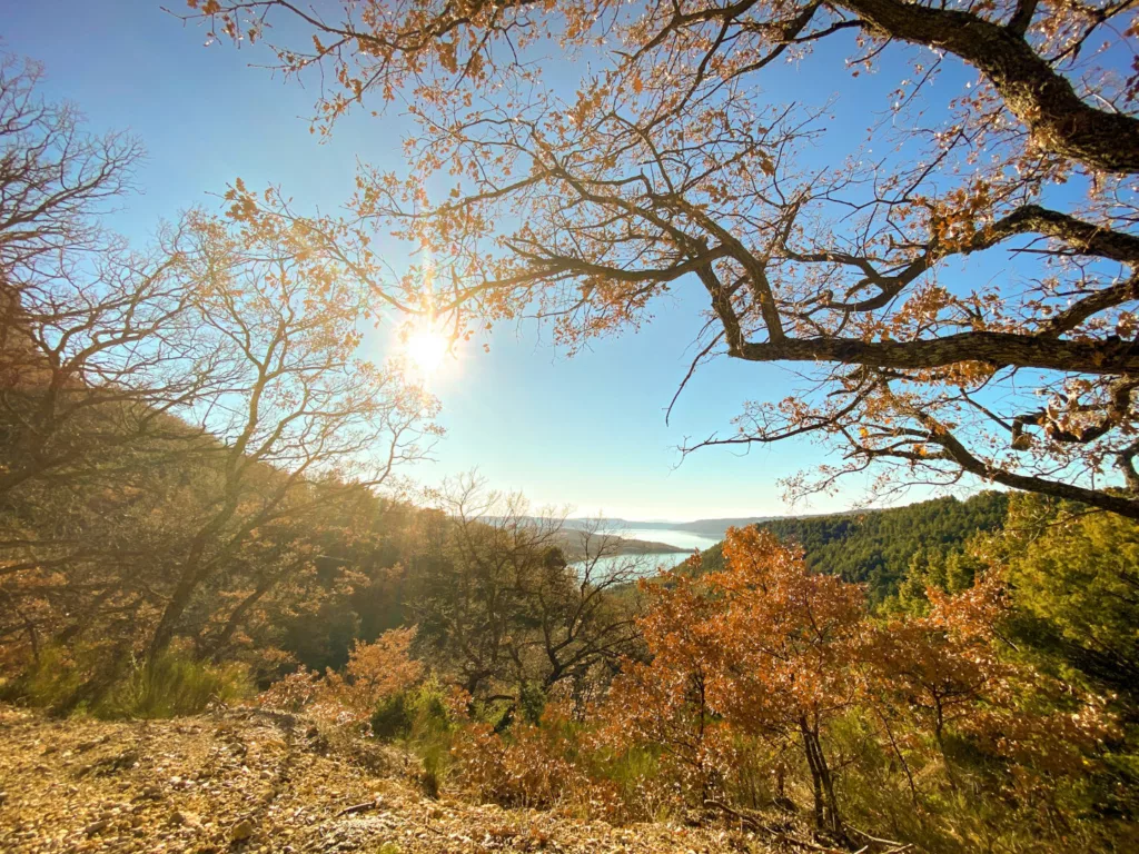 Forêt de Verdun (2)