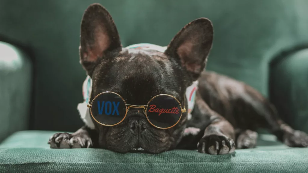 Illustration Bulldog Lunettes 16_9