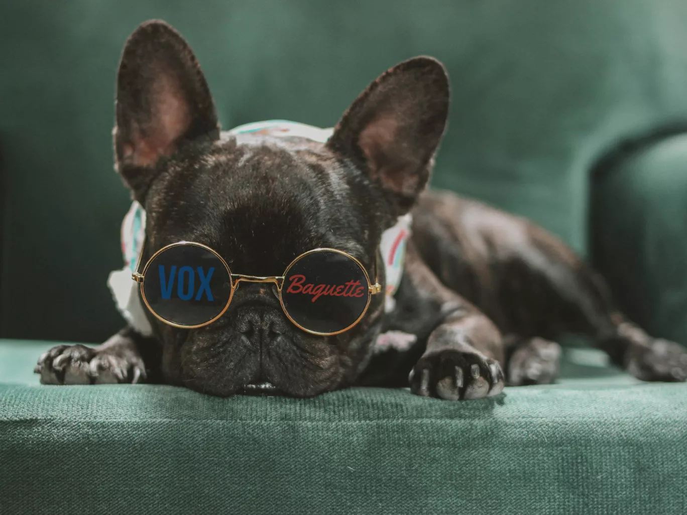 Illustration Bulldog Lunettes 4_3