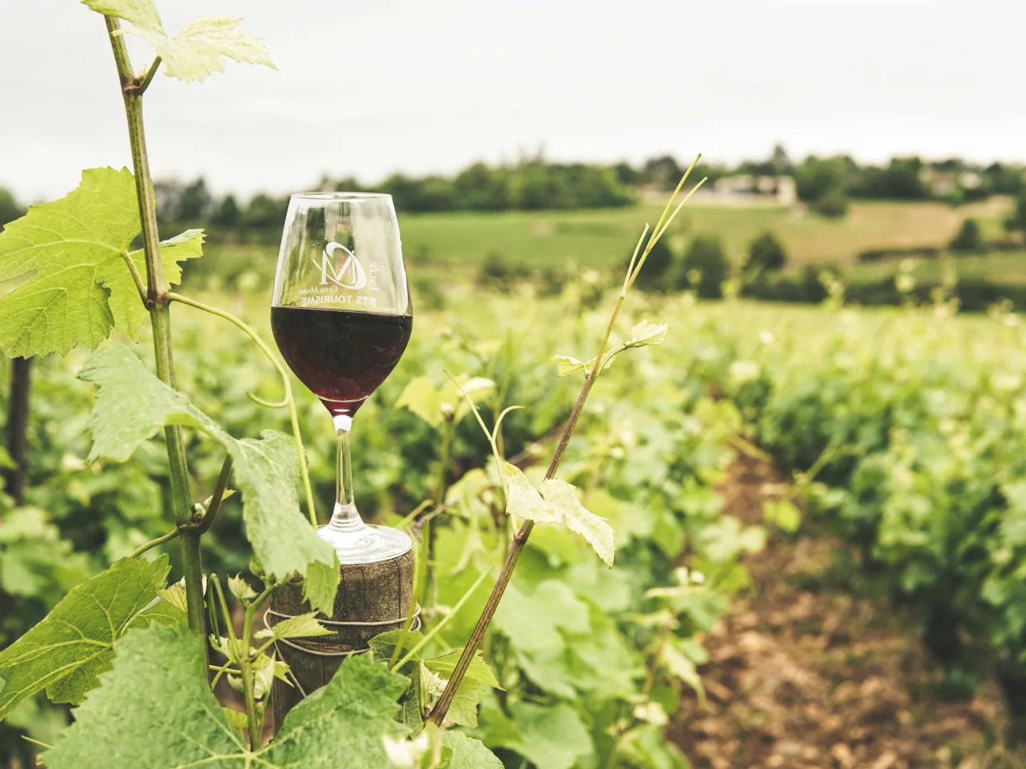 Illustration Vignoble Verre Bourgogne 4_3